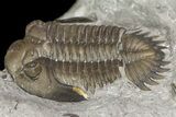 Greenops Trilobite - Arkona, Ontario #164408-1